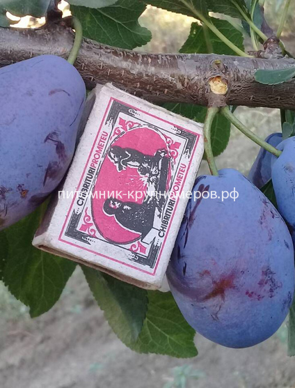 Слива 