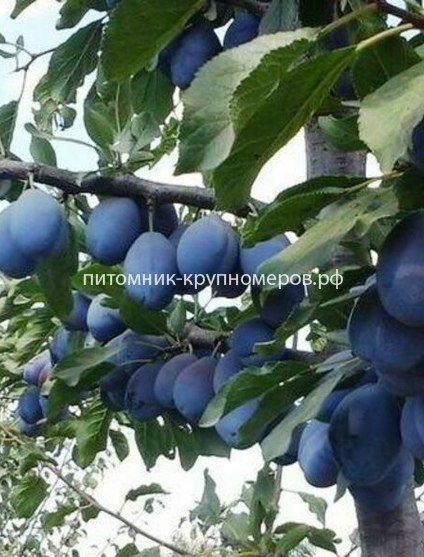Слива 