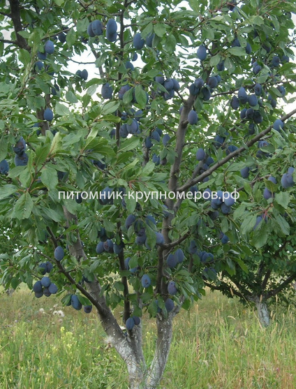 Слива 