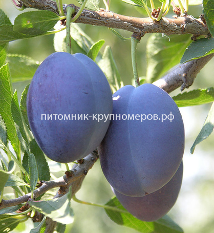 Слива 