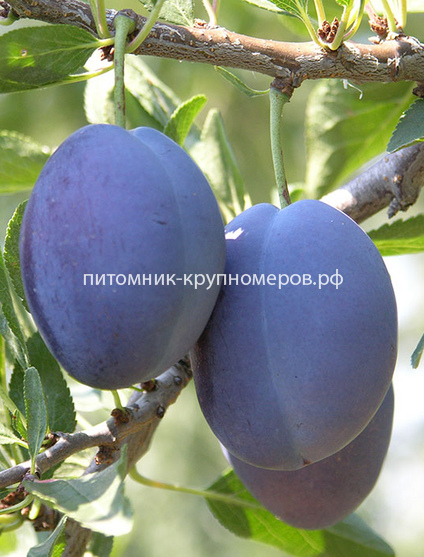 Слива 