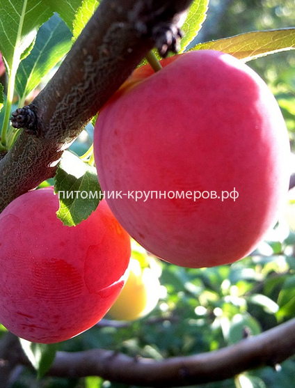 Слива 