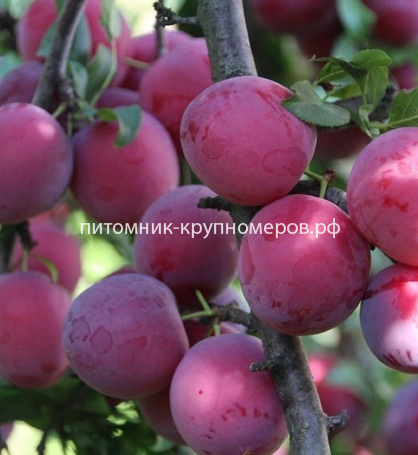 Слива 
