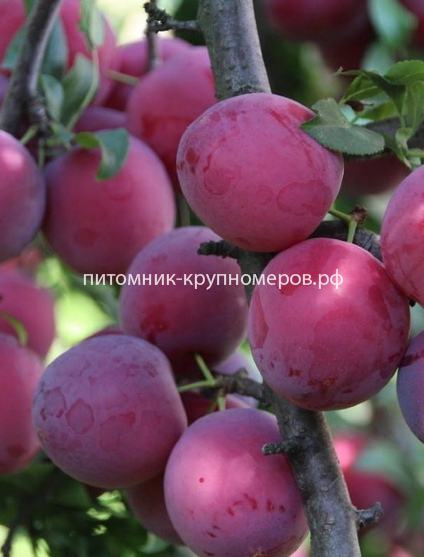 Слива 