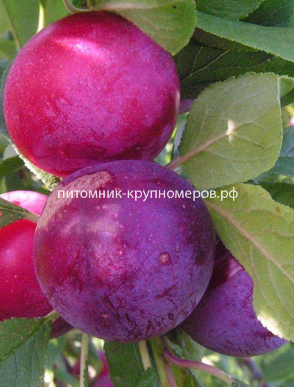 Слива 