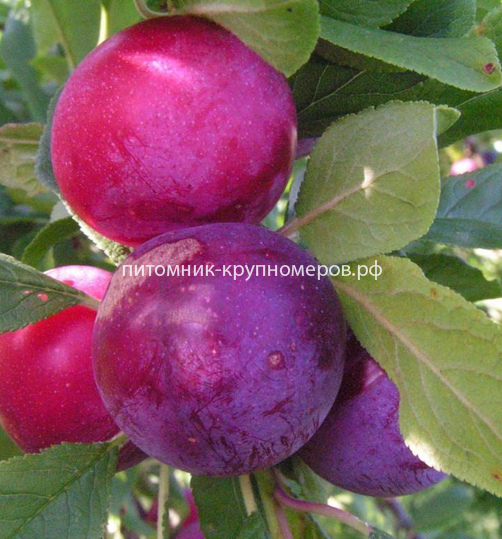 Слива 