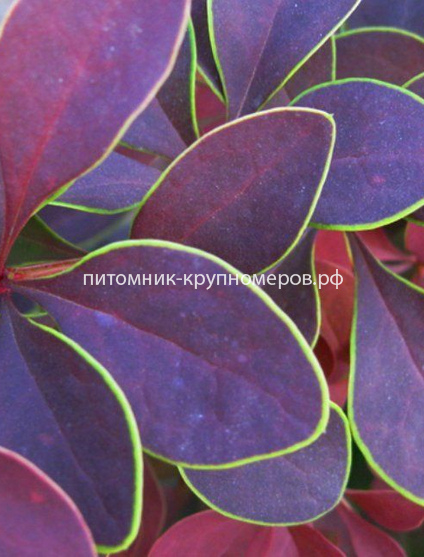 Барбарис Тунберга Голден Ринг