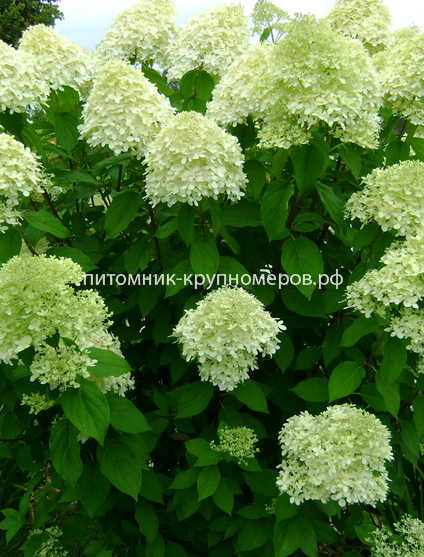 Гортензия метельчатая Лаймлайт