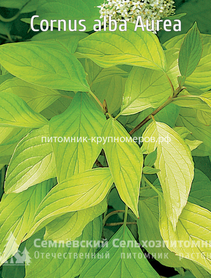 Дёрен белый Аурея