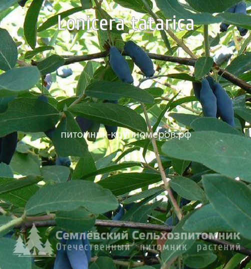 Жимолость Синяя Птица