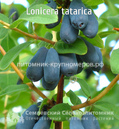 Жимолость Синяя Птица min