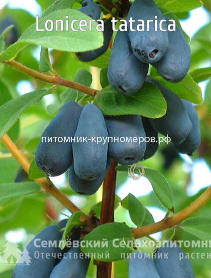 Жимолость Синяя Птица