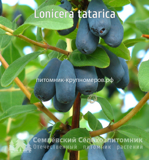 Жимолость Синяя Птица