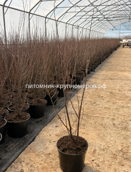 Кизильник блестящий