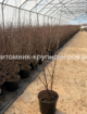 Кизильник блестящий min