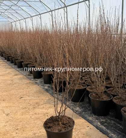 Кизильник блестящий