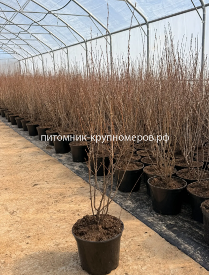 Кизильник блестящий