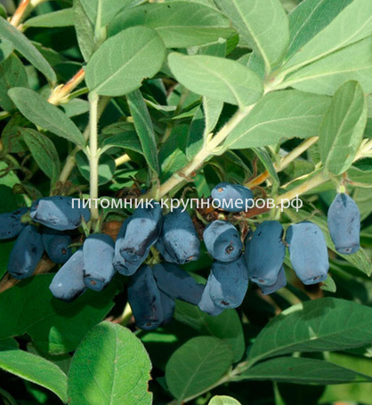 Жимолость Синяя Птица