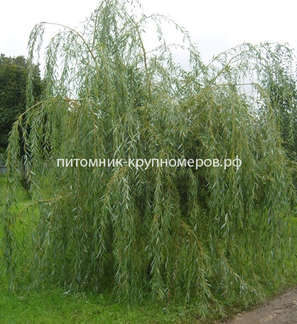 Ива плакучая