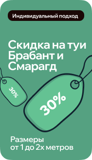 Скидки на туи Брабант и Смарагд